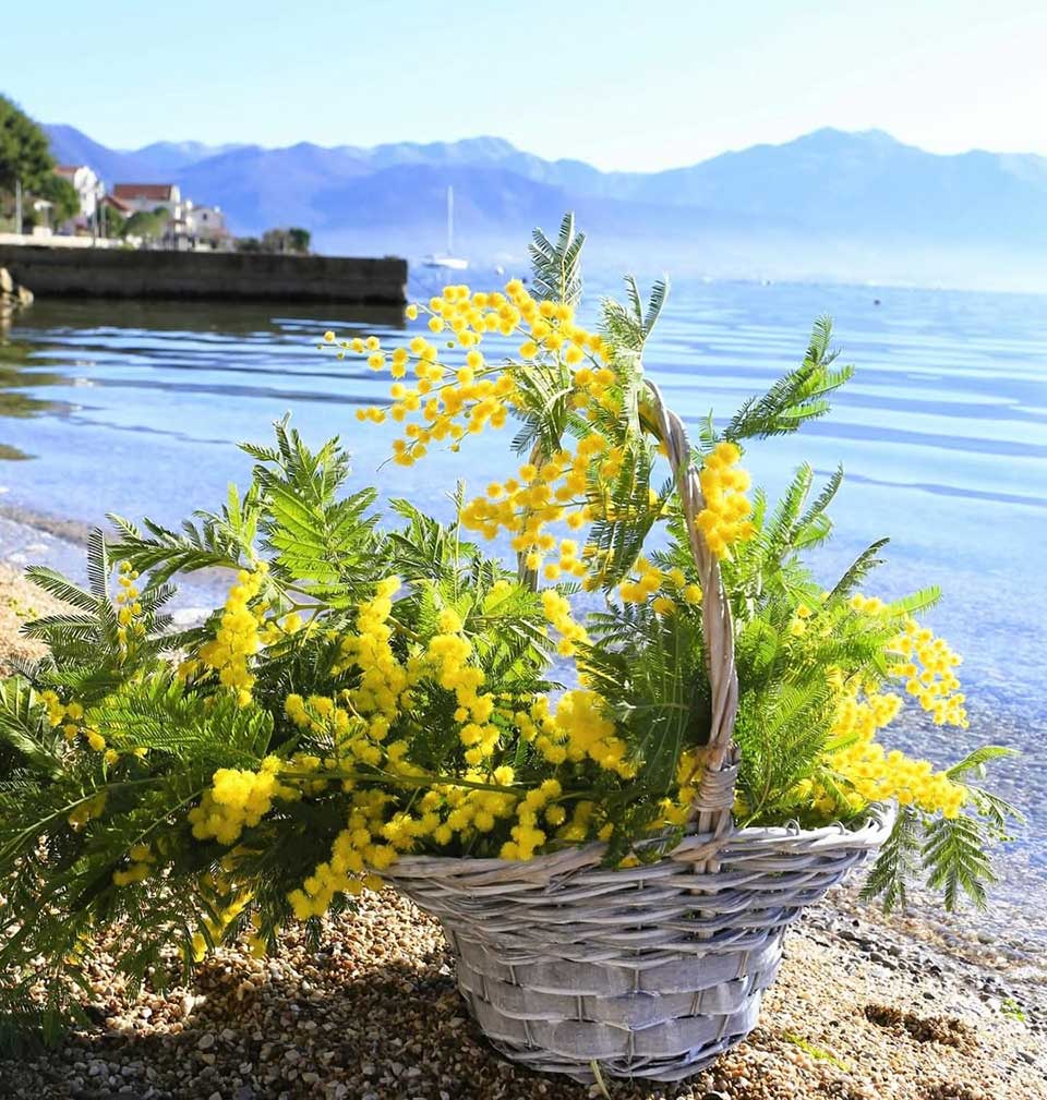 praznik mimoze herceg novi