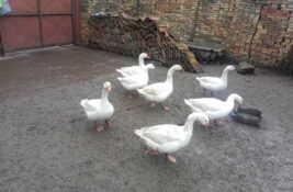 Uzgoj gusaka u Banatu polako nestaje, ali ima onih koji ne odustaju