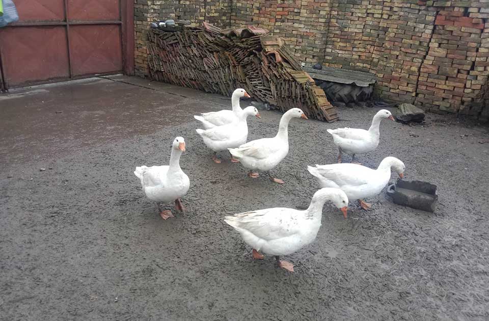 Uzgoj gusaka u Banatu polako nestaje, ali ima onih koji ne odustaju