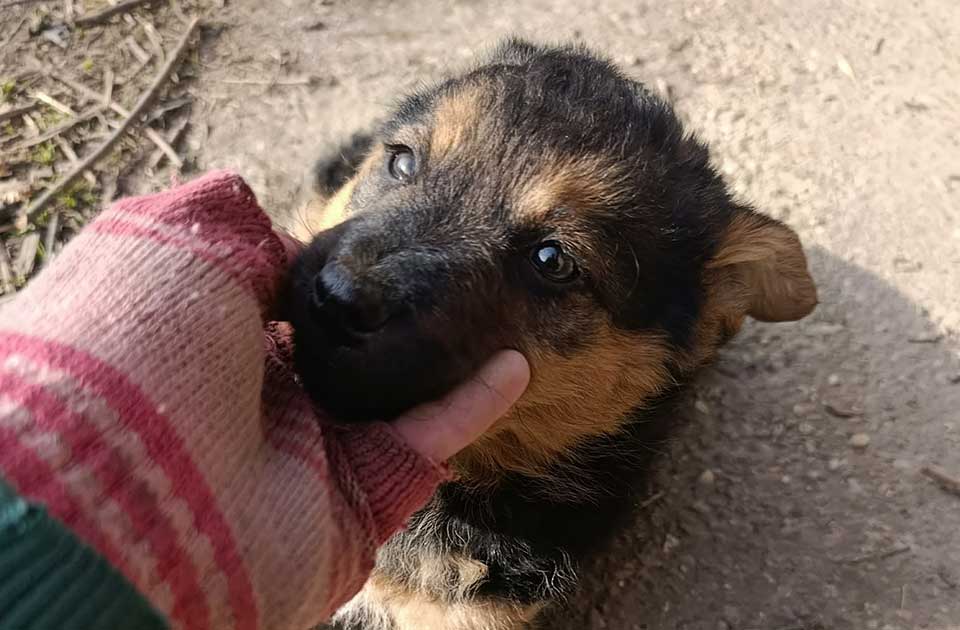 Udomi, ne kupuj: Juci je trenutno dom stara, hladna šupa – i pokušava da preživi Udomi, ne kupuj: Juci je trenutno dom stara, hladna šupa – i pokušava da preživi
