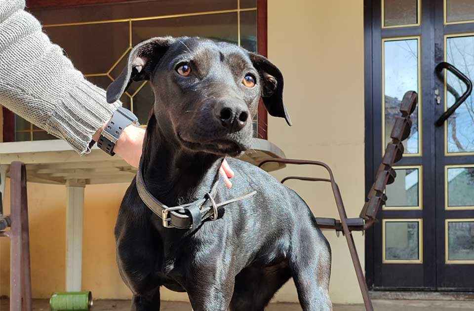 Udomi, ne kupuj: Malena je izrasla u lepoticu i obožava decu