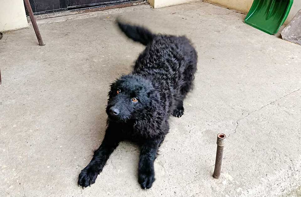 Udomi, ne kupuj: Posle svega što je prošla, Maza zaslužuje da bude nečija mezimica