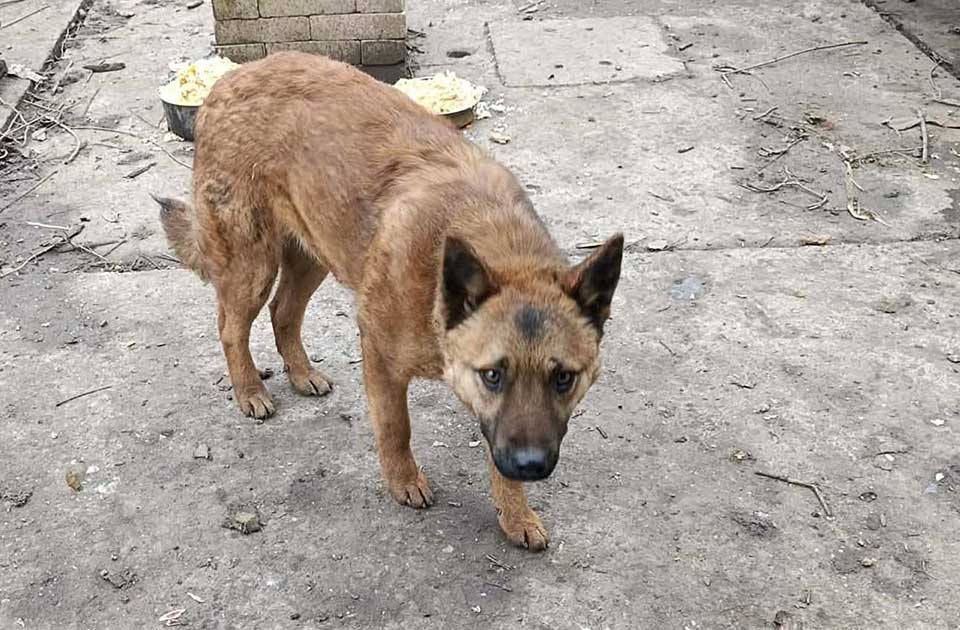 Udomi, ne kupuj: U Rajinim očima videćete sve – i strah, i nadu, i zahvalnost
