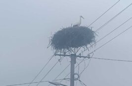 Prvi vesnik proleća sleteo u Taraš: Prvoje ponovo u svom gnezdu!