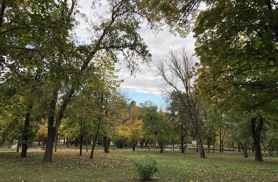 Zašto se seku stabla u Karađorđevom parku? Grad objasnio šta se zapravo dešava Zašto se seku stabla u Karađorđevom parku? Grad objasnio šta se zapravo dešava