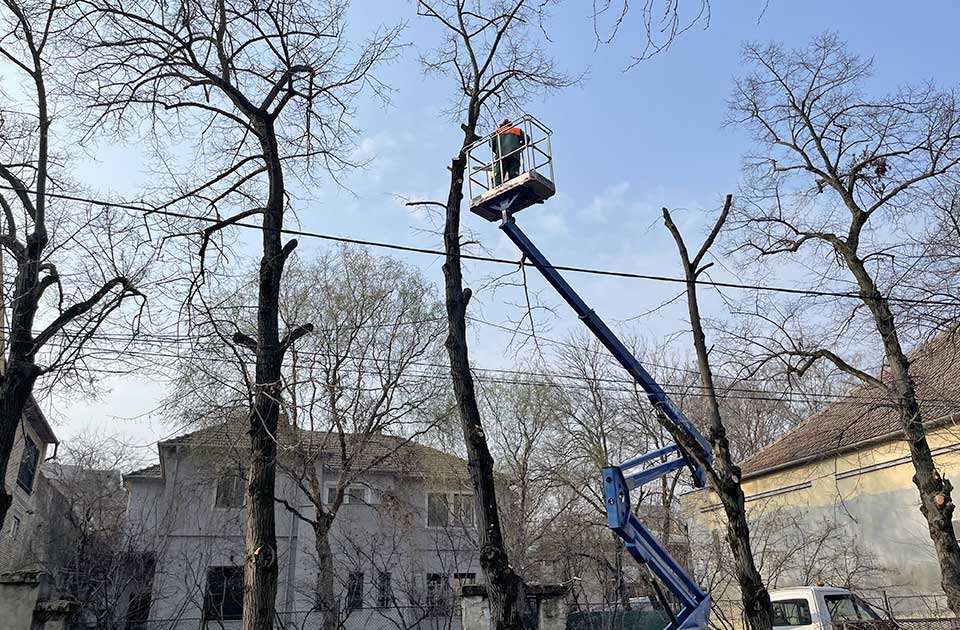 orezivanje drvoreda topping metodom