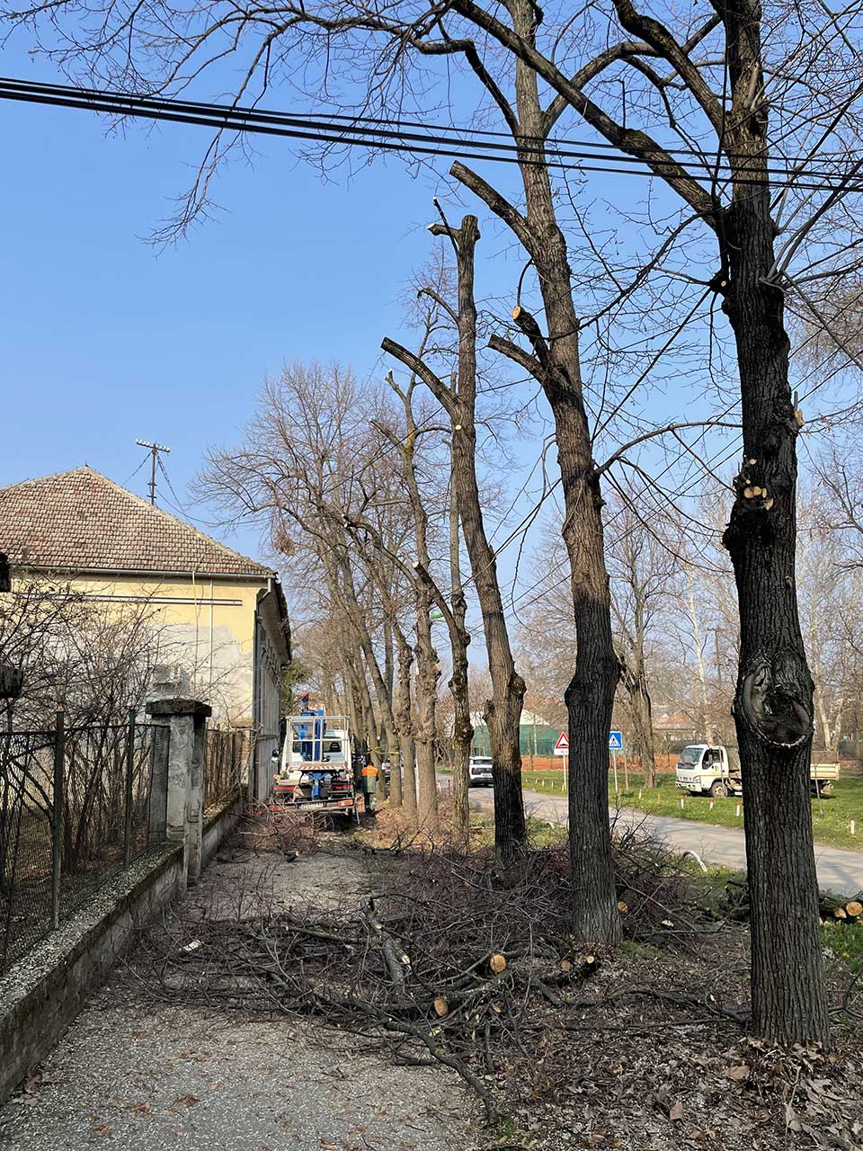 orezivanje drvoreda topping metodom