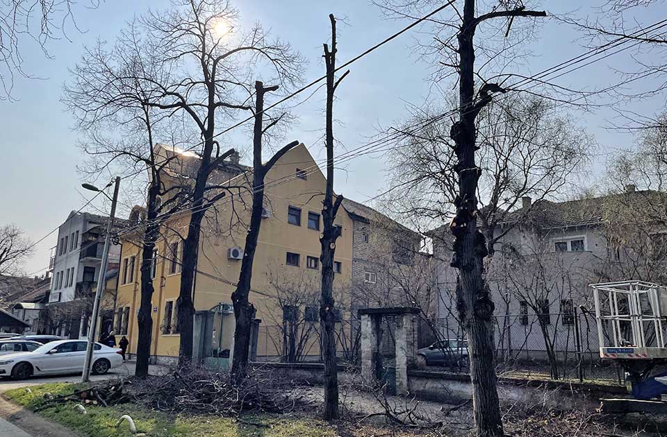 orezivanje drvoreda topping metodom