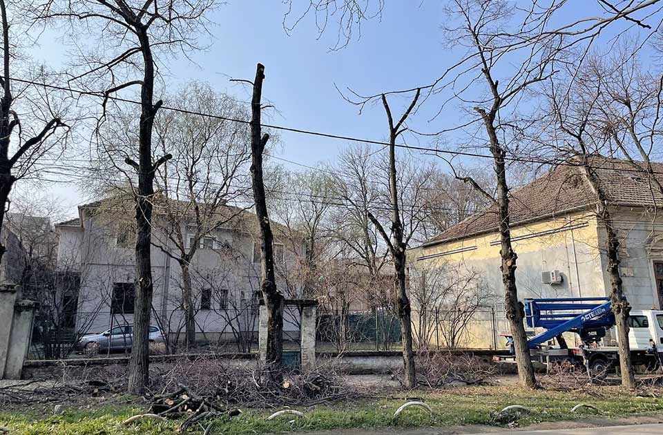 Sporno orezivanje drvoreda u ulici Kej 2. oktobra: Koriste metodu koja „ubija“ drveće