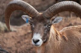 Šta će Okružnom zatvoru u Zrenjaninu priplodni ovan? Razlog je jednostavniji nego što mislite!