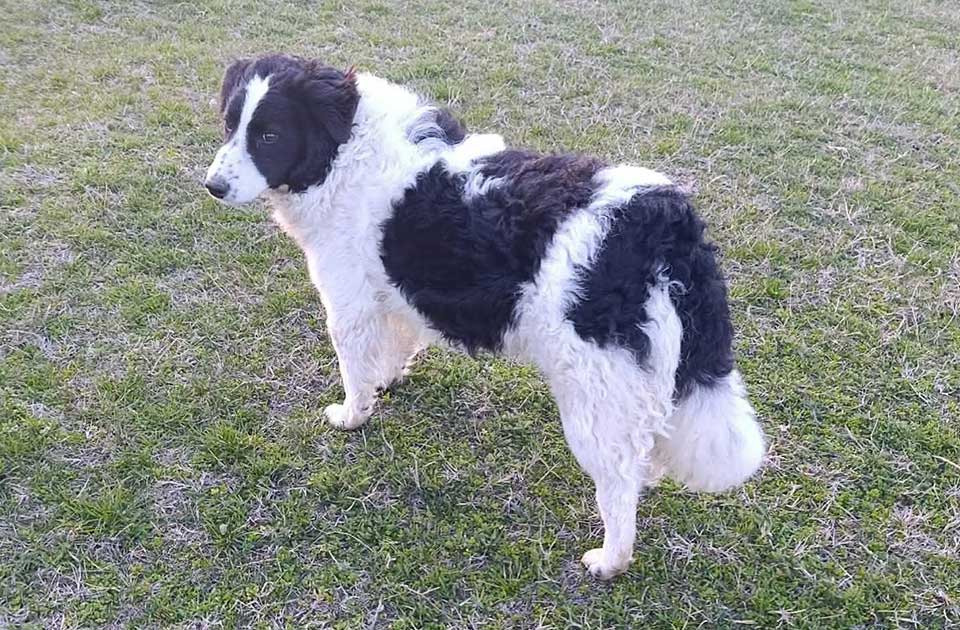 Udomi, ne kupuj: Boni najviše voli da deli poljupce i pažnju