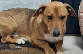 Udomi, ne kupuj: Krle je ogromna dobrica – pametan je, nežan i zahvalan