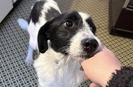 Udomi, ne kupuj: Malena je pas za poželeti – jako je mila, pametna i poslušna