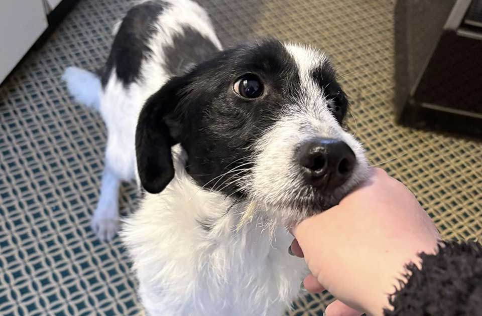 Udomi, ne kupuj: Malena je pas za poželeti – jako je mila, pametna i poslušna