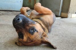 Udomi, ne kupuj: Mile najviše na svetu voli da jede i da se mazi