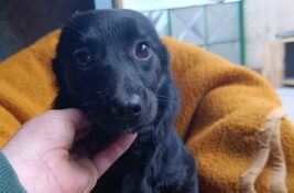 Udomi, ne kupuj: Zora je preživela pakao i zaslužuje samo ljubav