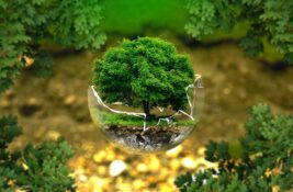 Akcija koja je mnoge oduševila: Zaboravite ruže – za 8. mart poklonite drvo i učinite dobro delo