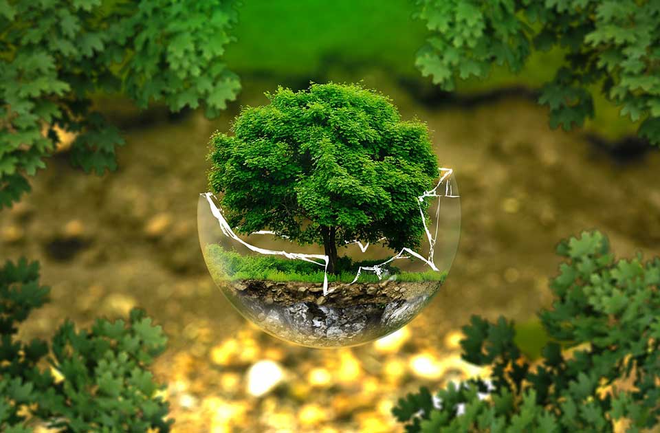 Akcija koja je mnoge oduševila: Zaboravite ruže – za 8. mart poklonite drvo i učinite dobro delo Akcija koja je mnoge oduševila: Zaboravite ruže – za 8. mart poklonite drvo i učinite dobro delo