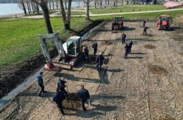 Zasađeno 3.500 sadnica topole – neka se spreme Zrenjanin, Sečanj i Novi Bečej