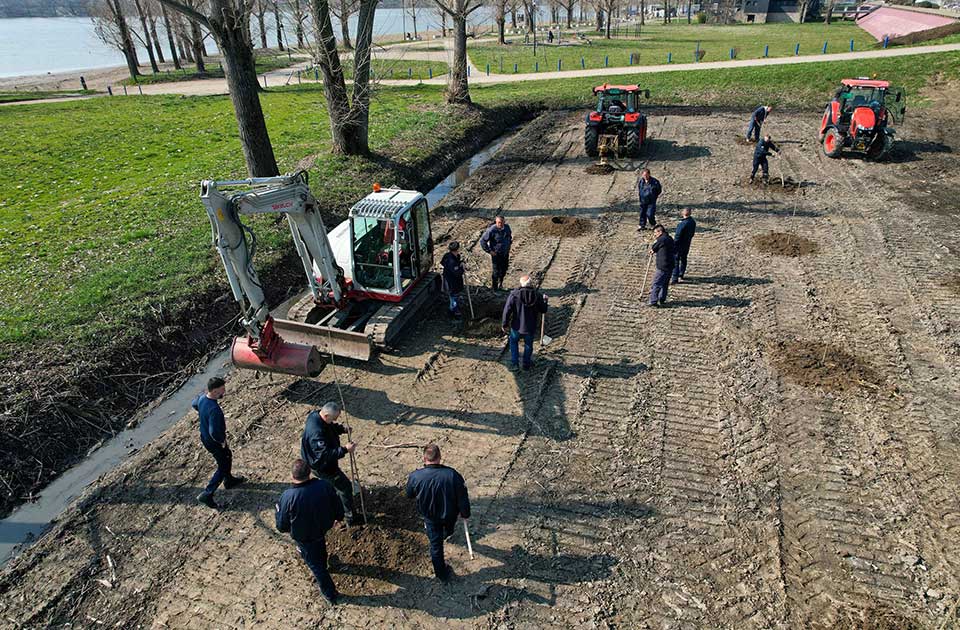 Zasađeno 3.500 sadnica topole – neka se spreme Zrenjanin, Sečanj i Novi Bečej