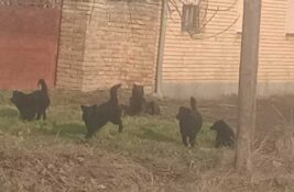 Strah u Tarašu: Čopori pasa lutaju selom, roditelji prate decu do škole