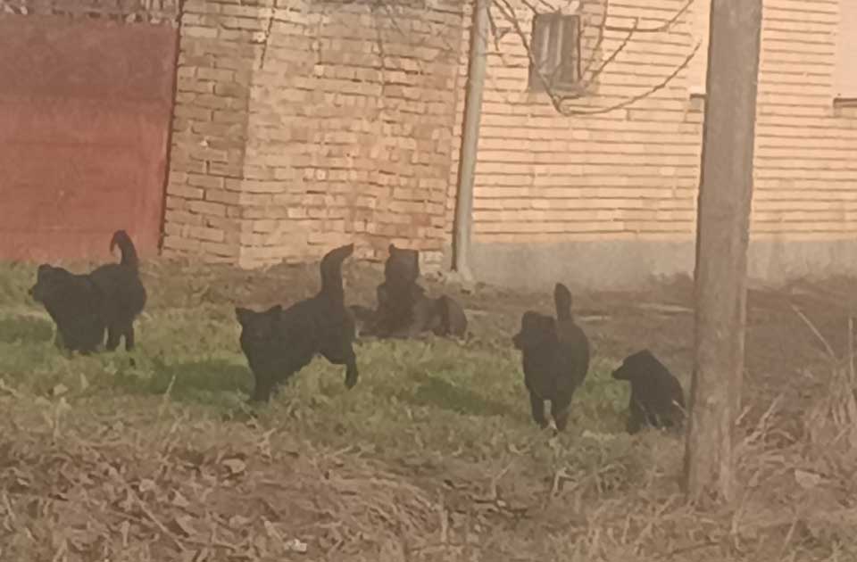 Strah u Tarašu: Čopori pasa lutaju selom, roditelji prate decu do škole