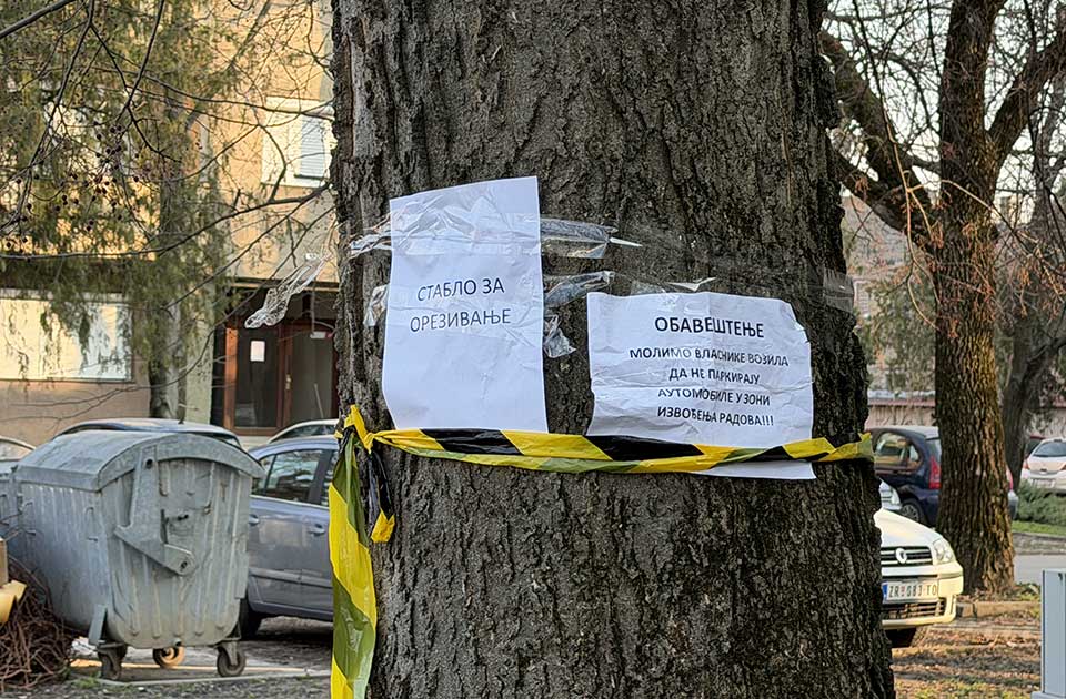 ANKETA: Da li vas brine način na koji se održava gradsko drveće u Zrenjaninu?