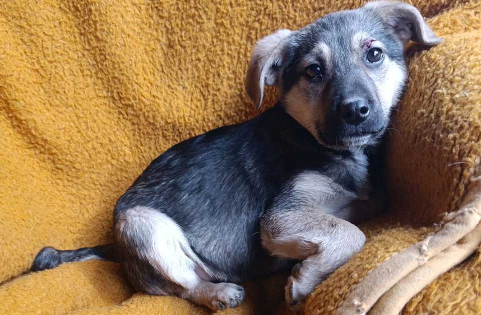 Udomi, ne kupuj: Ako želiš da učiniš dobro delo i dobiješ vernog prijatelja – Lucky te čeka