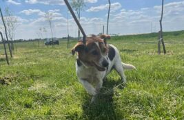 Udomi, ne kupuj: Pegica je vrlo umiljat i ogromna je maza