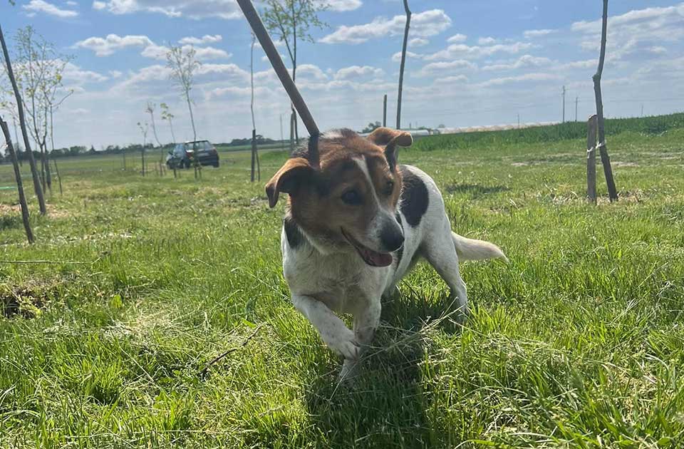 Udomi, ne kupuj: Pegica je vrlo umiljat i ogromna je maza