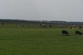 Svi na noge! Sutra velika akcija čišćenja između Elemira i Babatova