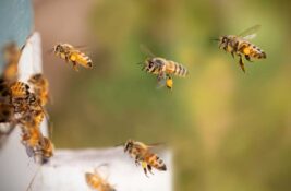 Predavanje za sugrađane: Pčelinji otrov za bolje zdravlje