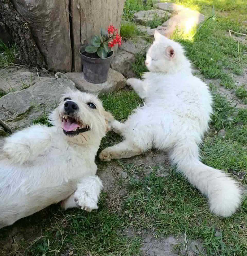 mačka elizabeta