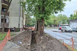 Odbornica Velemir pita gradsku vlast: Da li zaista toliko mrzite drveće?