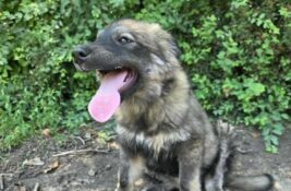 Udomi, ne kupuj: Ima tri meseca i nema nikoga svog – pomozimo Dundi da pronađe dom