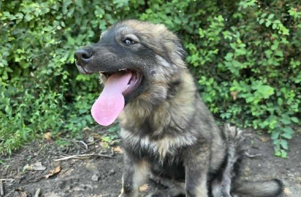 Udomi, ne kupuj: Ima tri meseca i nema nikoga svog – pomozimo Dundi da pronađe dom Udomi, ne kupuj: Ima tri meseca i nema nikoga svog – pomozimo Dundi da pronađe dom
