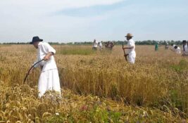 Ovako se nekada kosilo: Mužlja organizuje tradicionalni „Žetelački dan“
