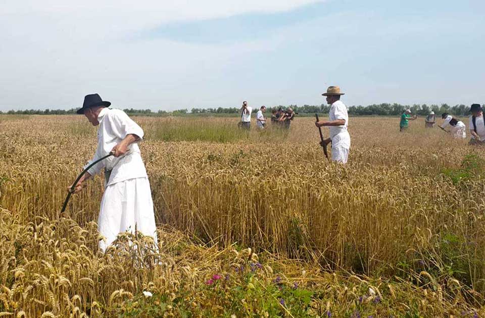 Ovako se nekada kosilo: Mužlja organizuje tradicionalni „Žetelački dan“