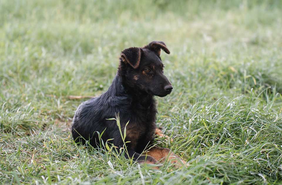 Udomi, ne kupuj: Nežna Janja je ostala sasvim sama – pomozimo da pronađe dom Udomi, ne kupuj: Nežna Janja je ostala sasvim sama – pomozimo da pronađe dom