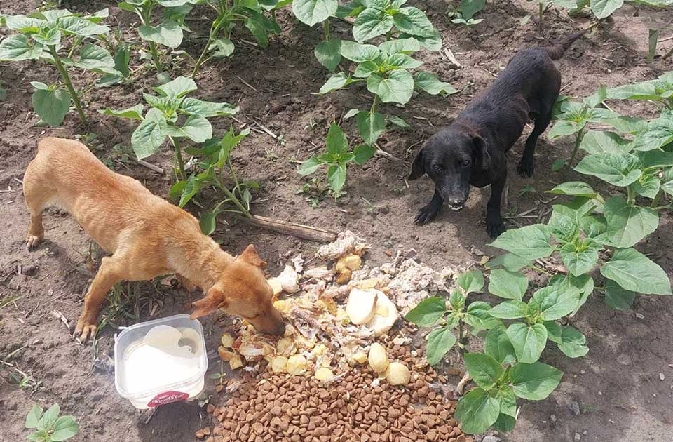 Nastavljen projekat koji pomaže da na ulicama bude manje napuštenih pasa Nastavljen projekat koji pomaže da na ulicama bude manje napuštenih pasa