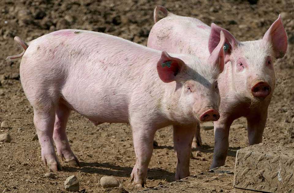 Afrička kuga svinja širi se Srbijom: Evo kakva je situacija u Zrenjaninu i okolini