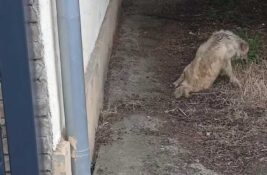 Neko ju je pregazio i otišao, a sada se humani ljudi bore da Talija preživi