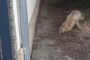 Neko ju je pregazio i otišao, a sada se humani ljudi bore da Talija preživi