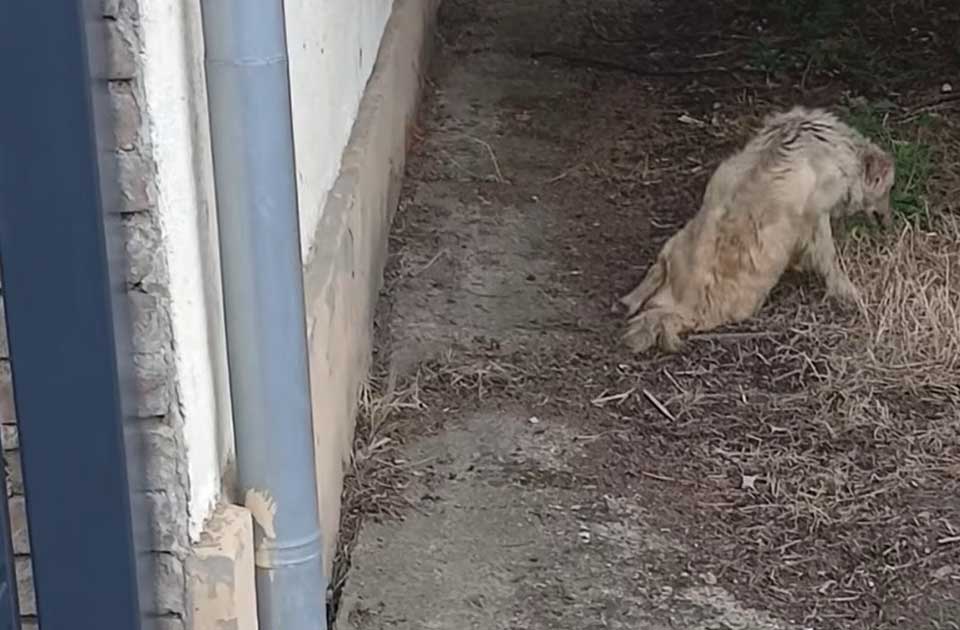 Neko ju je pregazio i otišao, a sada se humani ljudi bore da Talija preživi