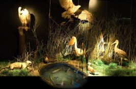 Porodice sa decom rado zastaju ovde: Ova diorama krije 21 životinjsku vrstu