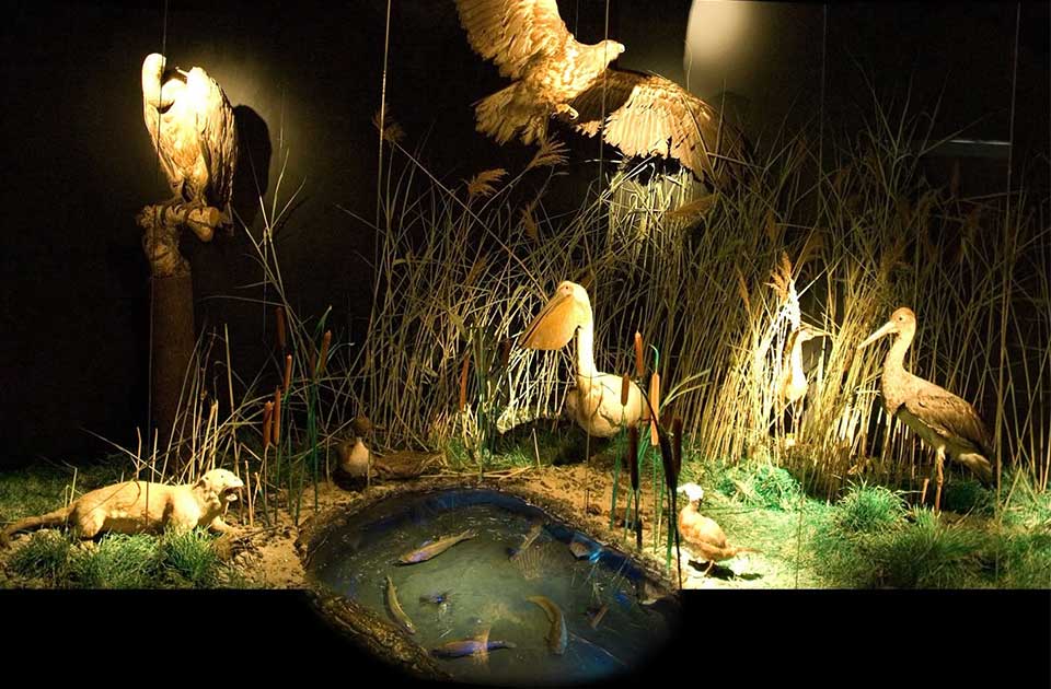 Porodice sa decom rado zastaju ovde: Ova diorama krije 21 životinjsku vrstu Porodice sa decom rado zastaju ovde: Ova diorama krije 21 životinjsku vrstu