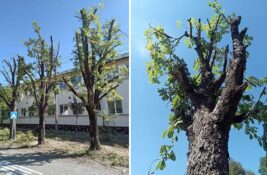 Krošnje nestaju, građani negoduju: Šta se dešava sa drvećem u Zrenjaninu?