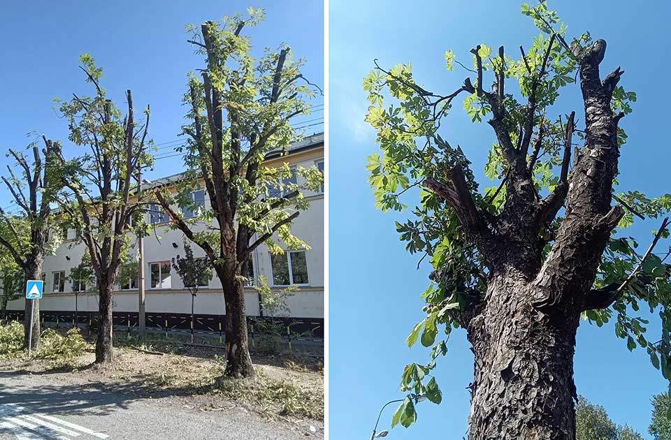 Krošnje nestaju, građani negoduju: Šta se dešava sa drvećem u Zrenjaninu? Krošnje nestaju, građani negoduju: Šta se dešava sa drvećem u Zrenjaninu?