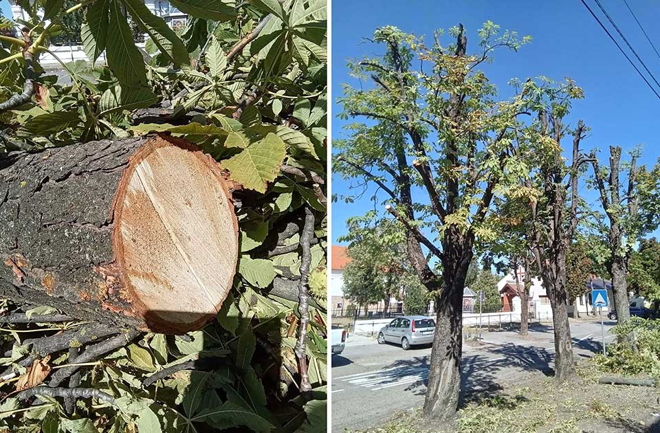 drveće u manastirskoj ulici