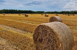 Vojvođanske njive pod udarom: Ekstremna suša preti kukuruzu, soji i drugim usevima